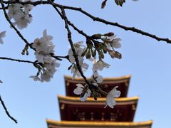 -黄鹤楼