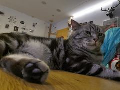-平行世界·猫咖(首经贸店)