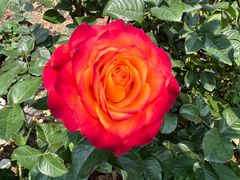 -人民公园(罗湖区)