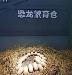 -恐龙探索乐园(磁器口店)