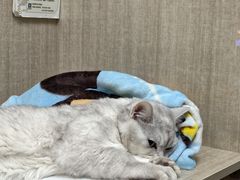 -北京观赏动物医院·24小时大型综合·猫专科·异宠专科