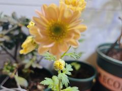 -中环花鸟鱼虫市场