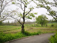 -广富林郊野公园