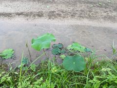 -光明小镇欢乐田园