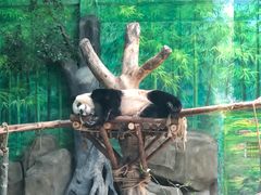 -灵玲国际马戏城