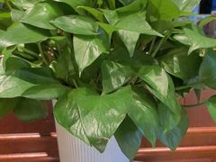 -诺筵汤品·菌汤火锅(南河坝店)