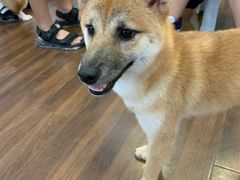 -柯斗斗主题餐厅·狗咖·围炉煮茶·茶饮(国瑞升平里店)