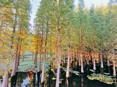 -呈贡滇池生态湿地公园