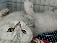 -瑞鹏宠物医院·骨科·猫科·内科(第一中心)