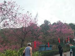 -广州市帽峰山景区