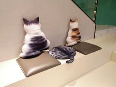 -飞行喵MR PILOT|猫舍·猫咖(静安大融城店)