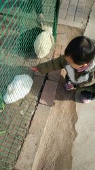-上美四季动物农场