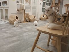 -楼上猫咖(罗湖店)