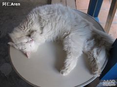 -Babycat私家御饼屋(龙头路一店)