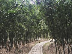 -同里国家湿地公园