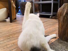 -more than meow吴止猫主题餐厅(承德 中船汇店)