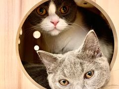 -猫友咖啡店(玉林西路店)