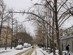 -三里屯东五街银杏大道