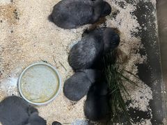 -上海大自然野生昆虫馆(东方明珠·爬宠昆虫探索中心)