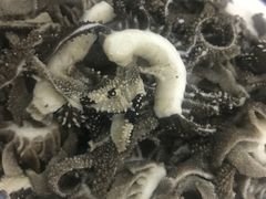 -老爆肚满五香烧牛羊肉