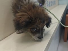 -全心全意连锁动物医院(加州店)