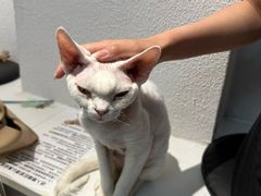 -琪喵猫屋·撸猫猫咖·猫舍