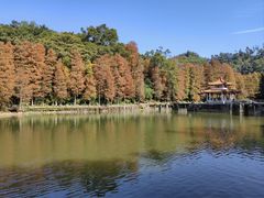 -深圳仙湖植物园
