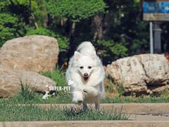 -超宠爱宠物摄影-Super pet