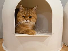 -Cappucimeow猫咪咖啡馆(韦伯时代店)
