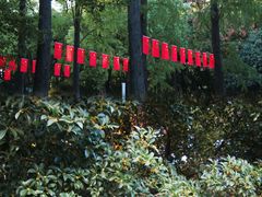 -青枫公园