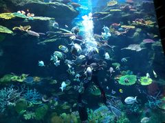 -暹罗海洋世界