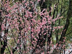 -重庆市江北嘴中央商务区中央公园