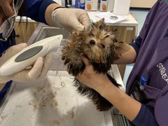 -萌兽医馆·犬猫专科·眼科中心·宠物医院(朝阳门分院)