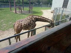 -石家庄市动物园