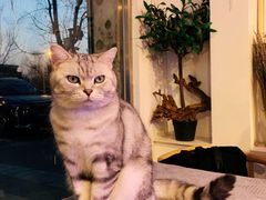 -平行世界·猫咖(首经贸店)