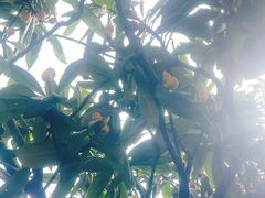 -矮人松糕(小南店)