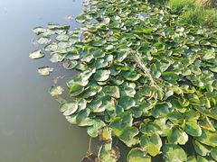 -洋湖国家湿地公园