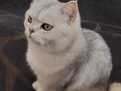 -Anne猫窝咖啡屋