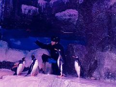 -暹罗海洋世界