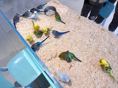 -怪兽屋·羊驼·猫咖·狗咖(俊华广场店)