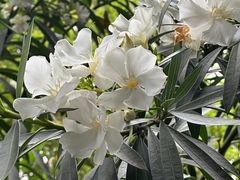 -成都大熊猫繁育研究基地