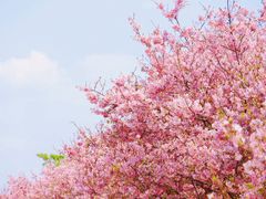 -天适樱花悠乐园