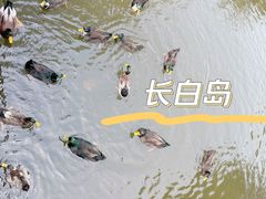 -长白岛森林公园