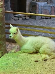 -Zoolung Zoolung动物主题公园(海信广场店)