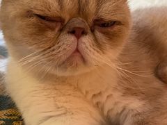 -平行世界·猫咖(首经贸店)