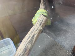-上海大自然野生昆虫馆