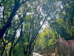 -神光山国家森林公园