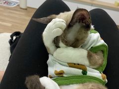 -山宅一喵德文卷毛猫舍