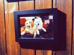 -百好乐宠物友好餐厅(朝外大街店)