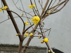 -陆稿荐观前街店